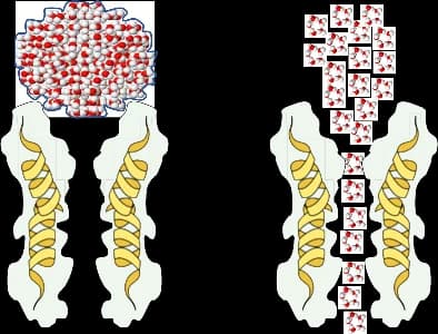 Large water cluster versus small micro-clusters entering the cell mouth