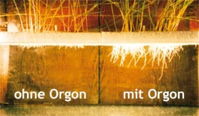 Comparison of plant growth without orgone versus with orgone energization